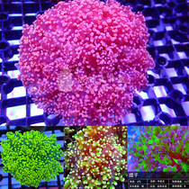花瓶蛙卵 印尼分支双色提子 飘逸软体LPS海缸海水活体珊瑚顺丰生
