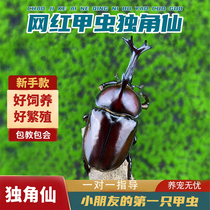独角仙甲虫宠物成虫幼虫姬兜爬虫巨型超大个体兜虫花金龟活体锹甲