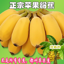 正宗苹果蕉广西香蕉9斤5斤现摘新鲜水果非海南云南广东香蕉小米蕉