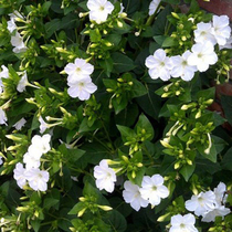 白色紫茉莉花种子四季播种开花阳台庭院盆栽花卉五彩地雷花种籽子
