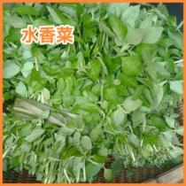 云南野菜新鲜水香菜2斤水薄荷傣味凉拌绿叶菜毛香菜可水培盆栽
