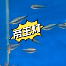 帝王灯鱼热带观赏草缸游鱼 观赏鱼 水族馆