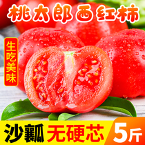 中鲜生桃太郎番茄粉西红柿新鲜自然熟非铁皮柿子沙瓤生吃包邮