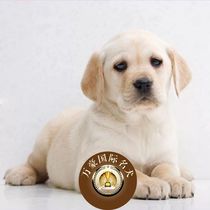 北京狗场出售纯种白色拉布拉多幼犬 宠物狗活体 北京及周边可送货