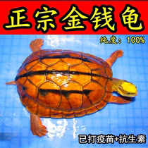 纯种金钱龟三线闭壳龟越南石金钱龟黄喉拟水龟小宠物乌龟活体活物