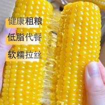 新货2023山西忻州软糯新鲜黄玉米真空2300克现摘即食玉米代餐