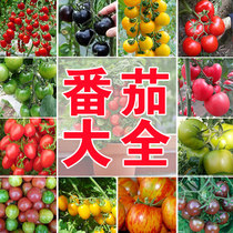 樱桃番茄千禧圣女果种子苗子蔬菜孑春季四季种植沙瓤盆栽庭院阳台