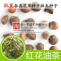 油茶种子 大果红花油茶种子 白花油茶种子 茶花山茶 茶树油茶树籽