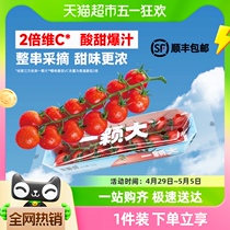 【欢乐夜宵节】一颗大串番茄樱桃小西红柿198g*4盒新鲜采摘酸甜