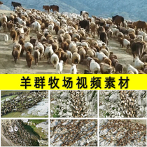 羊群牛羊成群牧场放牧放羊牧场转移畜牧业养殖业发展视频素材