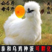 大种泰和乌鸡种蛋可孵化土鸡快大型白凤鸡元宝乌骨鸡受精蛋