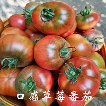 四季草莓番茄种子沙瓤春季种苗柿子毛粉西红柿蔬菜种籽春季种孑籽