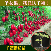 台湾农友千禧番茄圣女果西红柿蔬菜四季春播盆栽食用种子籽孑苗秧