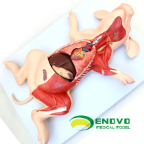 颐诺正品猪解剖模型猪胚胎猪器官内脏肌肉神经兽医学习动物解剖