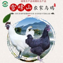 雪峰山乌骨鸡怀化洪江土特产农家散养五黑鸡粗粮喂食6个月1kg以上