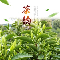 2024年新茶正宗霄坑野生茶绿茶高山富硒茶池州特产肖坑生态茶