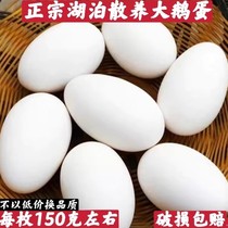 农家散养鹅蛋正宗新鲜土鹅蛋孕妇去胎毒超大鹅蛋12枚140-160克/个
