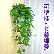 壁挂绿萝盆栽吸甲醛净化空气办公室小植物懒人水培室内花卉盆吊兰