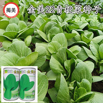 金美22杂交一代青梗菜种子 耐热、耐抽苔耐雨水型青菜 上海青油菜