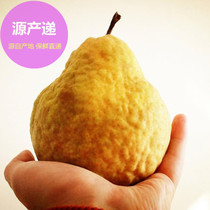 【源产递】烟台丑梨新鲜梨子水果胜库尔勒香梨雪梨莱阳梨啤梨10斤