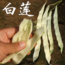白莲豆角种籽 架豆种籽 芸豆种子四季白架豆种籽扁豆种籽蔬菜种孑