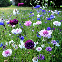 矢车菊种子四季易种易活开花不断花籽庭院道路景观室外绿化花种籽