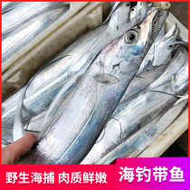 3斤7-8条（3-5两/条）舟山海钓带鱼东海新鲜小眼睛现钓带鱼