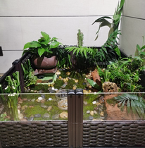 黄缘龟造景植物 专用绿植安缘龟缸造景观 陆龟乌龟箱微生态环境