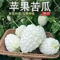 蔬果生吃不苦甘甜水果播台湾苹果苦瓜种子白苦瓜种籽四季孑春夏秋