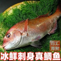 【台海真鲷鱼】4斤/条冰鲜刺身即食生鱼片真雕鱼红加吉鱼寿司日餐