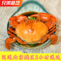 6两/只北京闪送青蟹鲜活海蟹大红膏蟹满黄母螃蟹海鲜肉蟹现货