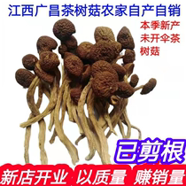 江西广昌农家2024年新产剪脚新鲜茶树菇特产干货不开伞煲汤茶薪菇