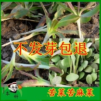 寿光蔬菜籽保健苦菜种子苦麻菜种籽阳台盆栽野菜种孑四季春季青菜