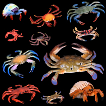 仿真螃蟹假梭子蟹大闸蟹模型海洋动物龙虾小道具儿童认知玩具摆件