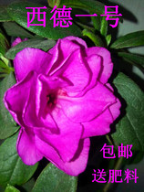 紫色杜鹃花苗盆栽室内庭院植物杜娟花树状盆带花苞发货
