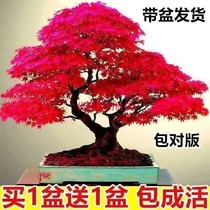代理1【买一发二】红枫树苗盆景耐寒四季种植中国红枫叶室内外盆