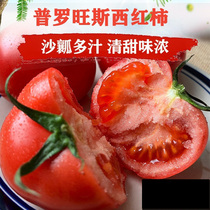 陕西泾阳普罗旺斯沙瓤西红柿孕妇水果当季新鲜生吃番茄顺丰