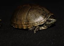 深水屋顶龟麝香苗公种蛋龟活体巨头龟麝香龟包开食麝香苗剃刀龟