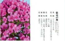 新品皋月杜鹃 紫龙之舞  阳台花园绿植盆栽花卉一物一拍杜鹃花苗