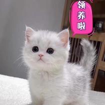 猫咪活物布偶橘猫泰国幼崽英短金银渐层美短猫猫小猫宠物幼猫蓝猫