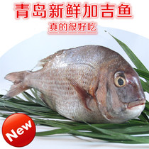青岛鲜活加吉鱼鲷鱼 海鱼/海鲜鲜鱼 新鲜 刺身寿司料理材料1条2斤