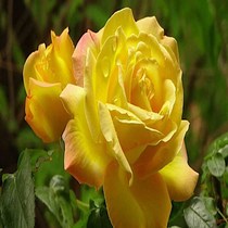 黄和平大花月季i庭院地栽切花玫瑰阳台盆栽馥郁香气耐寒耐旱抗病