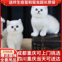 英短蓝猫宠物活物猫咪活幼体加菲猫幼猫折耳美短布偶缅因小猫幼崽