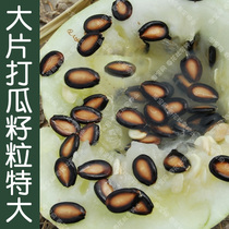 特高产大片打瓜种子 黄瓤西瓜籽吃籽吃瓤 春夏季播蔬菜水果易种孑