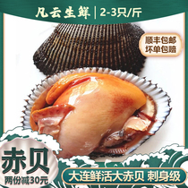 鲜活赤贝超大新鲜毛蚶血蛤蜊赤贝肉净肉毛蛤蜊日料刺身大连海鲜
