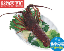 2斤1只 北京闪送 红龙 鲜活 澳洲龙虾西澳龙大龙虾海鲜水产