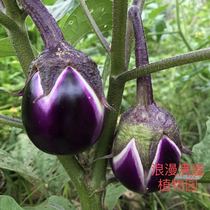 农家传统紫茄子种子圆茄子老品种 老种子非转基因种子味软糯绵