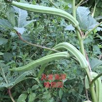 农家传统蔬菜种子羊角秋葵籽阳台庭院田园盆栽春播非转基因可留种