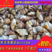 天津海螺丝鲜活大海瓜子海锥同城配送海鲜新品水产生鲜食材