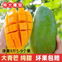 芒果新鲜10斤越南大青芒特大水果生鲜整箱当季热带金煌青芒果鲜果
